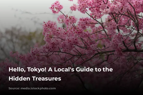 Hello, Tokyo! A Local's Guide to the City's Hidden Treasures