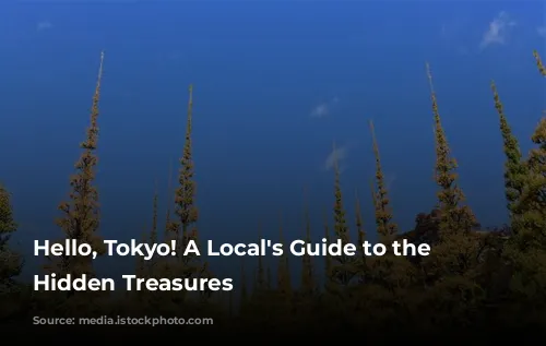 Hello, Tokyo! A Local's Guide to the City's Hidden Treasures