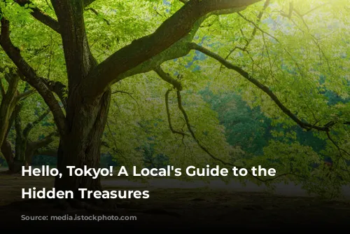 Hello, Tokyo! A Local's Guide to the City's Hidden Treasures