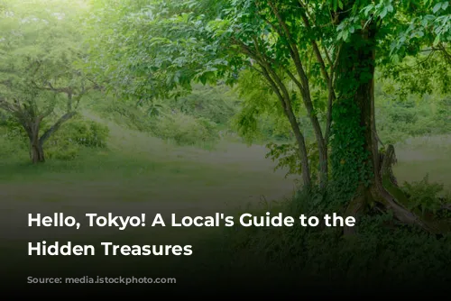 Hello, Tokyo! A Local's Guide to the City's Hidden Treasures