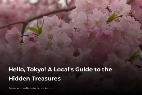 Hello, Tokyo! A Local's Guide to the City's Hidden Treasures