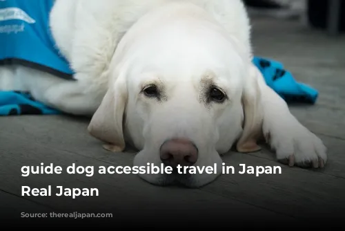 guide dog accessible travel in Japan The Real Japan