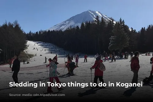 Sledding in Tokyo things to do in Koganei