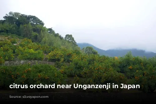 citrus orchard near Unganzenji in Japan