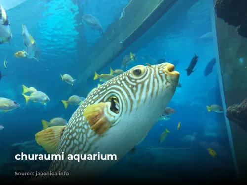 churaumi aquarium