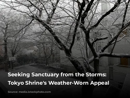 Seeking Sanctuary from the Storms: A Tokyo Shrine's Weather-Worn Appeal