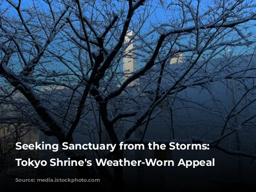 Seeking Sanctuary from the Storms: A Tokyo Shrine's Weather-Worn Appeal