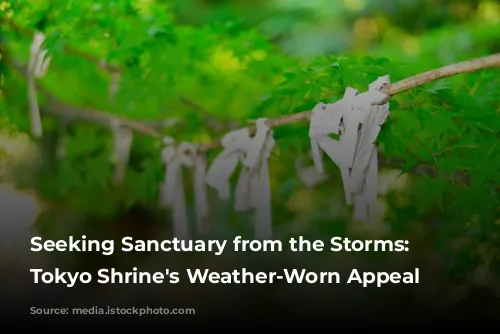 Seeking Sanctuary from the Storms: A Tokyo Shrine's Weather-Worn Appeal