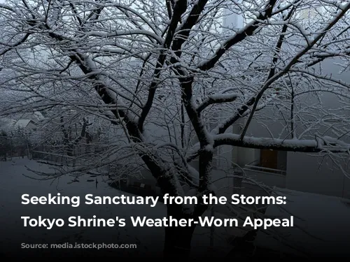 Seeking Sanctuary from the Storms: A Tokyo Shrine's Weather-Worn Appeal