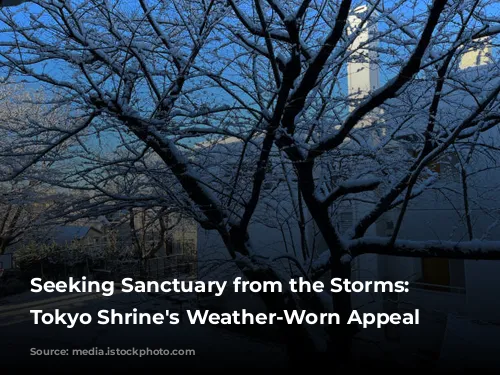 Seeking Sanctuary from the Storms: A Tokyo Shrine's Weather-Worn Appeal