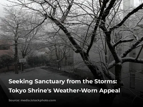 Seeking Sanctuary from the Storms: A Tokyo Shrine's Weather-Worn Appeal