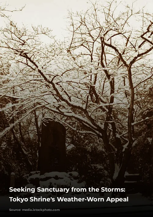 Seeking Sanctuary from the Storms: A Tokyo Shrine's Weather-Worn Appeal