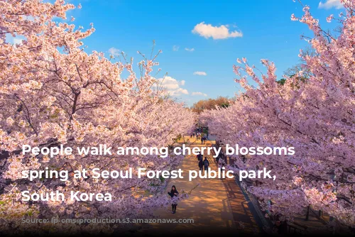 People walk among cherry blossoms in spring at Seoul Forest public park, Seoul, South Korea