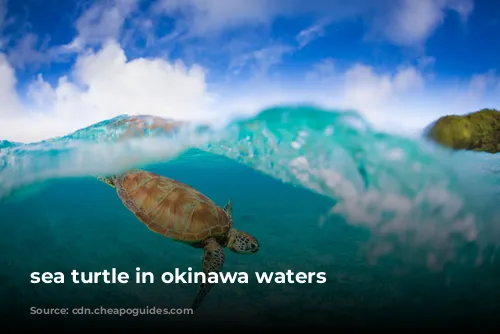 sea turtle in okinawa waters