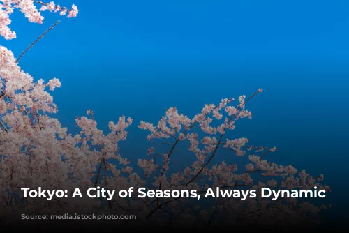 Tokyo: A City of Seasons, Always Dynamic