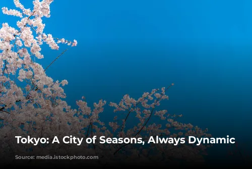 Tokyo: A City of Seasons, Always Dynamic