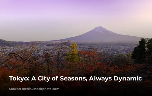 Tokyo: A City of Seasons, Always Dynamic