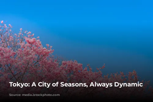 Tokyo: A City of Seasons, Always Dynamic