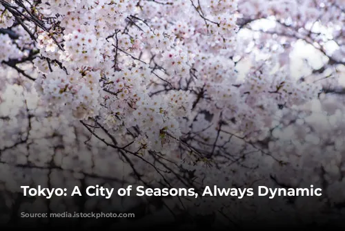 Tokyo: A City of Seasons, Always Dynamic