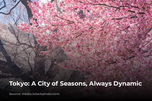 Tokyo: A City of Seasons, Always Dynamic