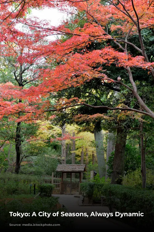 Tokyo: A City of Seasons, Always Dynamic