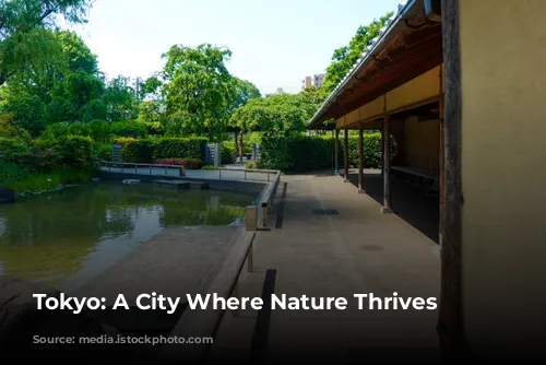 Tokyo: A City Where Nature Thrives