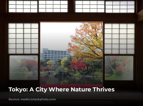 Tokyo: A City Where Nature Thrives