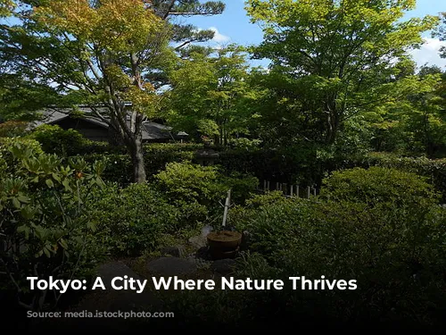 Tokyo: A City Where Nature Thrives