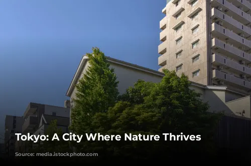 Tokyo: A City Where Nature Thrives