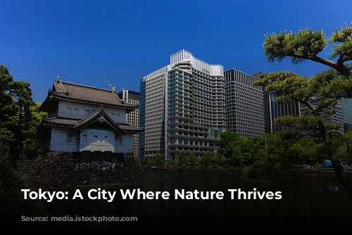 Tokyo: A City Where Nature Thrives