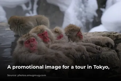 A promotional image for a tour in Tokyo, Japan