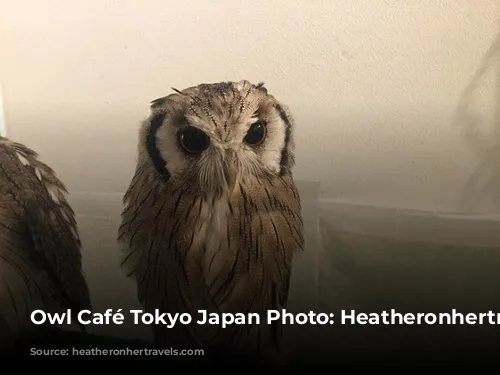 Owl Café Tokyo Japan Photo: Heatheronhertravels.com