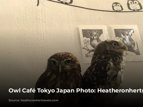 Owl Café Tokyo Japan Photo: Heatheronhertravels.com