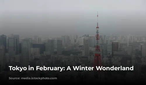 Tokyo in February: A Winter Wonderland