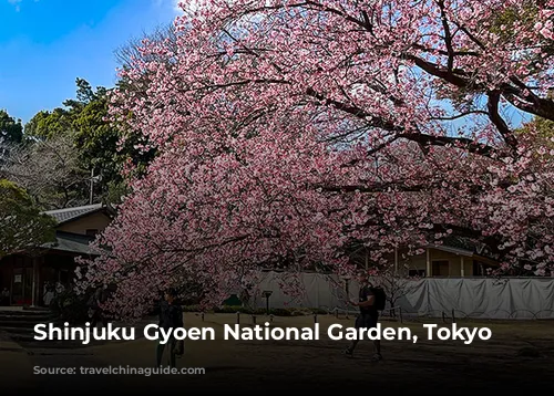 Shinjuku Gyoen National Garden, Tokyo Spring