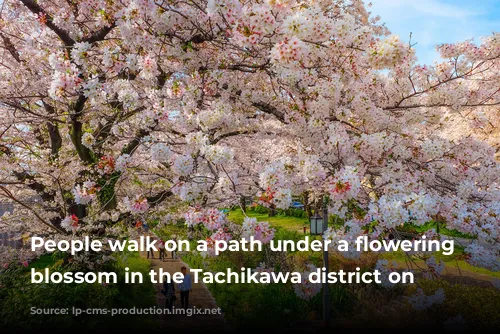 People walk on a path under a flowering cherry blossom in the Tachikawa district on Tokyo