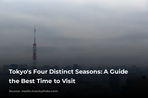 Tokyo's Four Distinct Seasons: A Guide to the Best Time to Visit