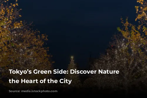 Tokyo’s Green Side: Discover Nature in the Heart of the City