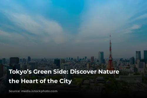 Tokyo’s Green Side: Discover Nature in the Heart of the City