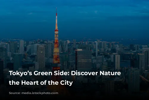 Tokyo’s Green Side: Discover Nature in the Heart of the City