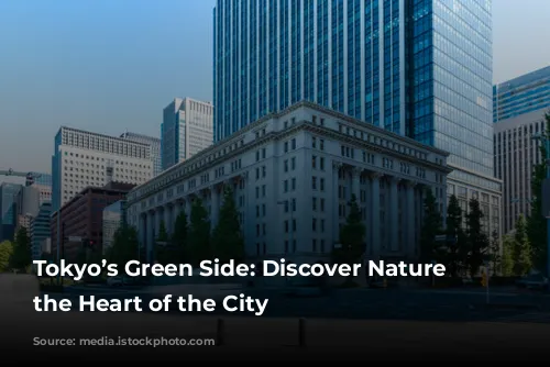 Tokyo’s Green Side: Discover Nature in the Heart of the City