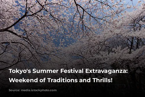 Tokyo's Summer Festival Extravaganza: A Weekend of Traditions and Thrills!