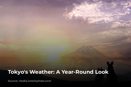 Tokyo's Weather: A Year-Round Look