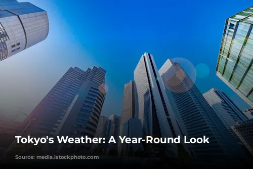 Tokyo's Weather: A Year-Round Look