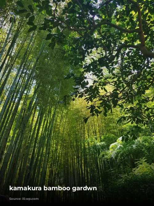 kamakura bamboo gardwn