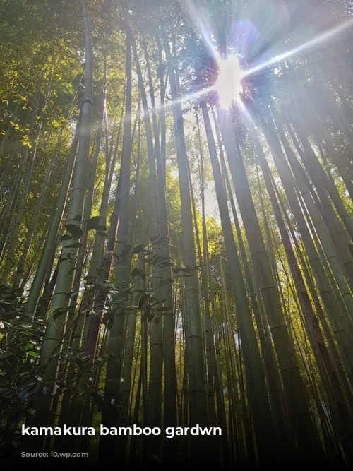 kamakura bamboo gardwn