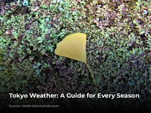 Tokyo Weather: A Guide for Every Season