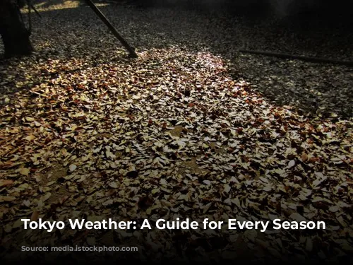 Tokyo Weather: A Guide for Every Season