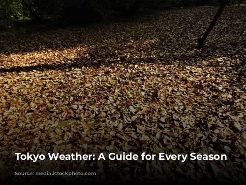 Tokyo Weather: A Guide for Every Season