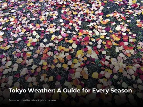 Tokyo Weather: A Guide for Every Season